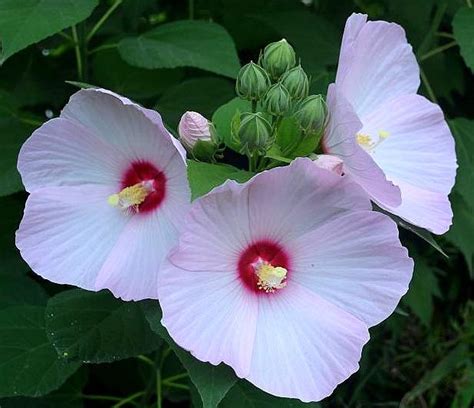 家裡種芙蓉|芙蓉如何生長？